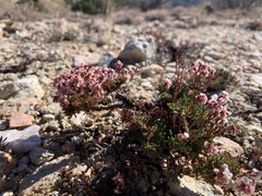 Eriogonum thornei