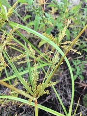 Cyperus iria