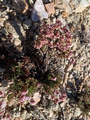 Eriogonum thornei