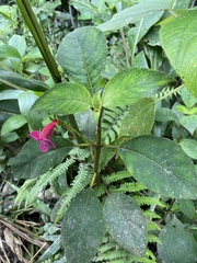 Kohleria huilensis