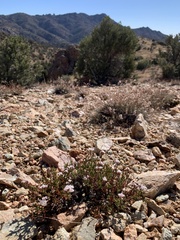 Eriogonum thornei