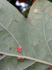 Neuroterus anthracinus