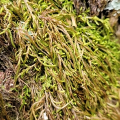 Pterigynandrum filiforme