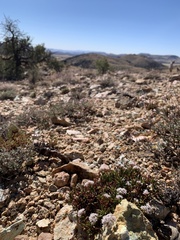 Eriogonum thornei