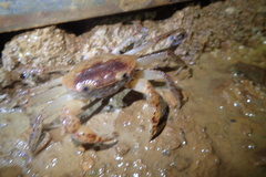 Geothelphusa bicolor