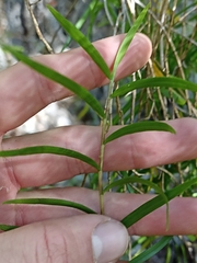 Dendrobium cunninghamii