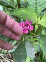 Kohleria huilensis