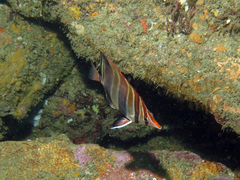 Chelmonops truncatus