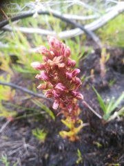 Disa obtusa hottentotica