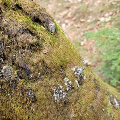 Pterigynandrum filiforme