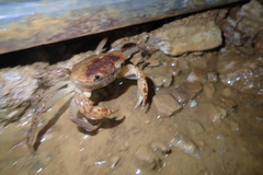 Geothelphusa bicolor