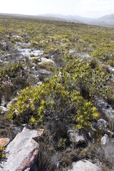 Leucadendron laureolum