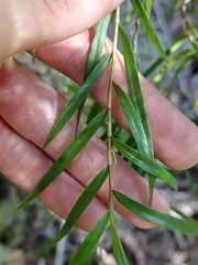 Dendrobium cunninghamii