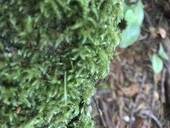 Homalothecium fulgescens