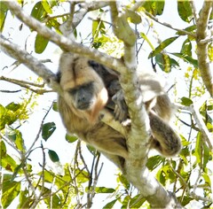 Alouatta caraya