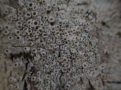 Thelotrema