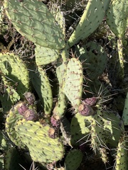 Opuntia littoralis
