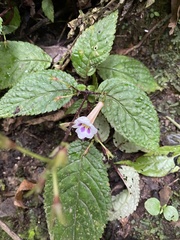 Angiospermae