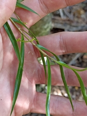 Dendrobium cunninghamii