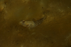 Favonigobius lateralis