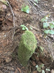 Homalothecium fulgescens