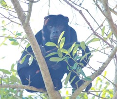 Alouatta caraya