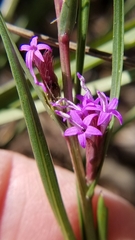 Liatris acidota