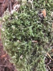 Homalothecium fulgescens