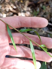 Dendrobium cunninghamii