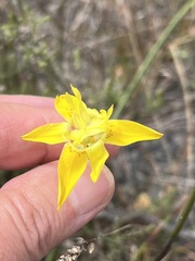 Moraea bituminosa