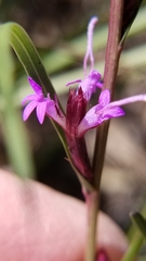 Liatris acidota
