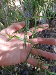 Dendrobium cunninghamii