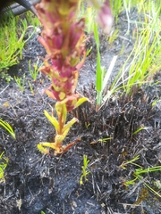 Disa obtusa hottentotica