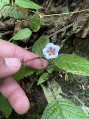 Angiospermae