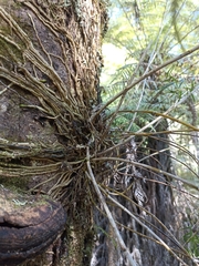 Dendrobium cunninghamii