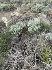 Euphorbia lomelii