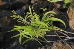 Acacia koaia