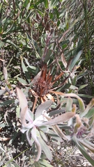 Protea burchellii