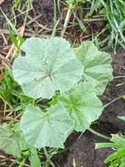 Malva sylvestris