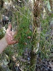 Dendrobium cunninghamii