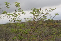 Mezoneuron kavaiense