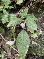 Angiospermae