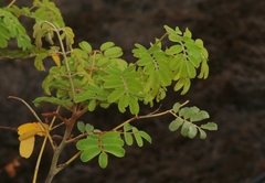 Mezoneuron kavaiense