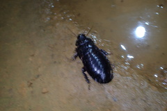 Panesthiinae