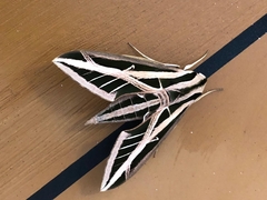 Eumorpha fasciatus