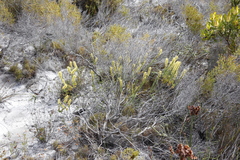 Microdon dubius