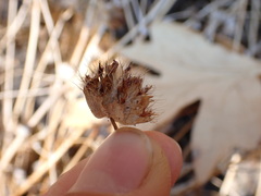 Trifolium cyathiferum