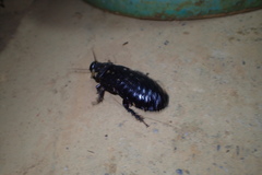 Panesthiinae