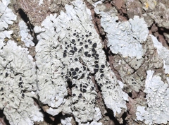 Caliciaceae