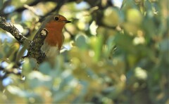 Erithacus rubecula rubecula